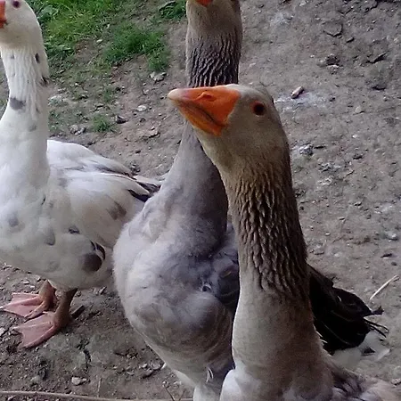 Dom wakacyjny Kamilla Vendeghaz *