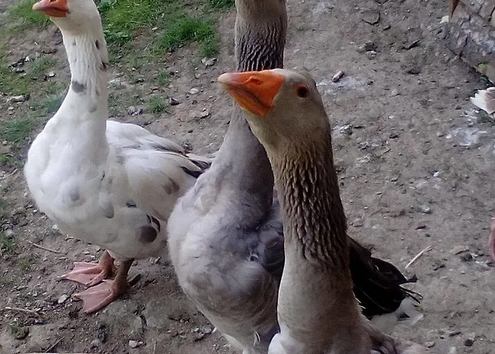 Casa vacanze Kamilla *